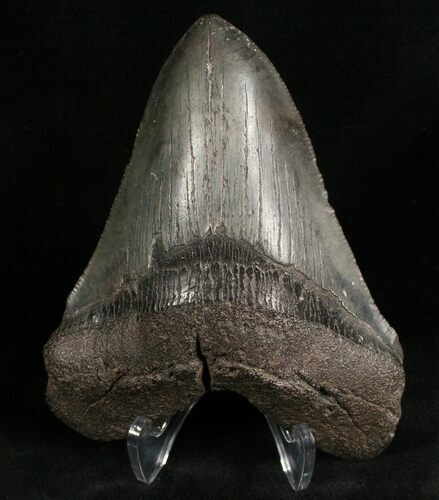 Bargain Megalodon Tooth - South Carolina #7481